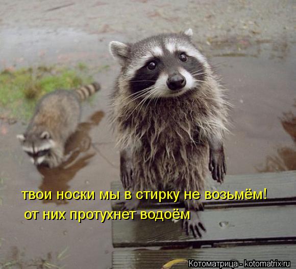 твои носки мы в стирку не возьмём! от них протухнет водоём... Котоматрица: твои носки мы в стирку не возьмём! от них протухнет водоём