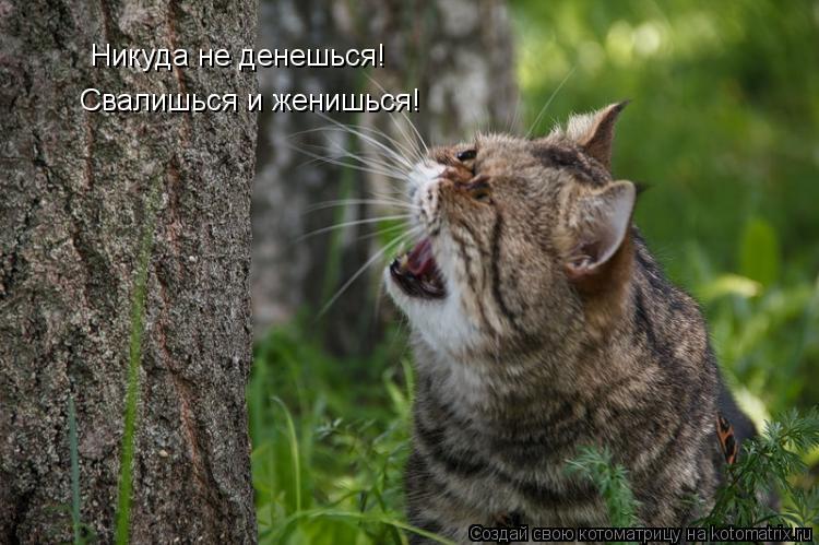 Котоматрица: Никуда не денешься! Свалишься и женишься!