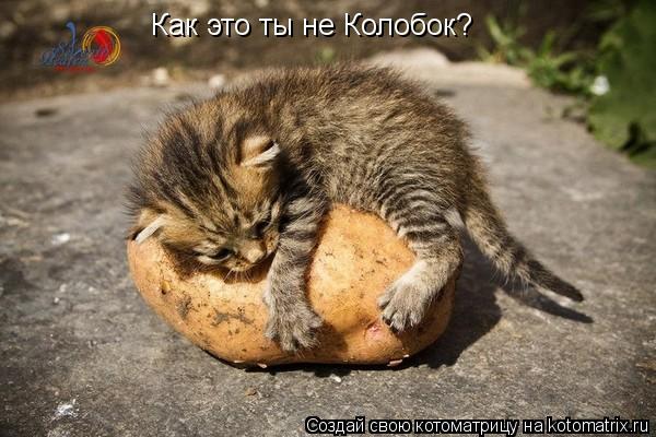 Как это ты не Колобок?... Котоматрица: Как это ты не Колобок?