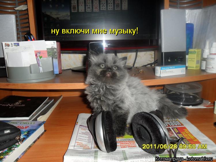 ну включи мне музыку!... Котоматрица: ну включи мне музыку!