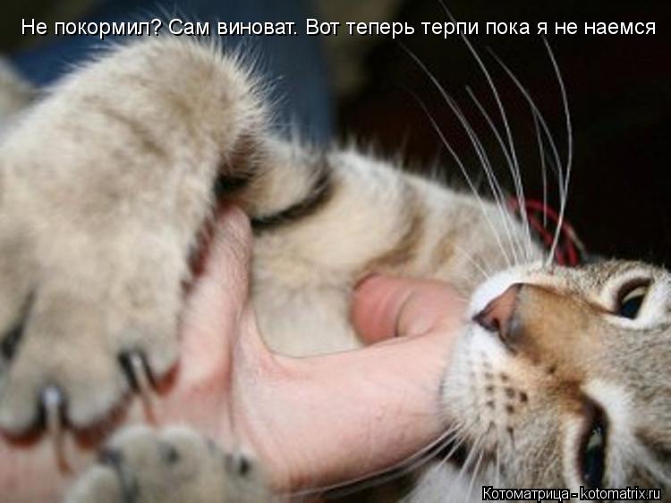 Не покормил? Сам виноват. Вот теперь терпи пока я не наемся... Котоматрица: Не покормил? Сам виноват. Вот теперь терпи пока я не наемся