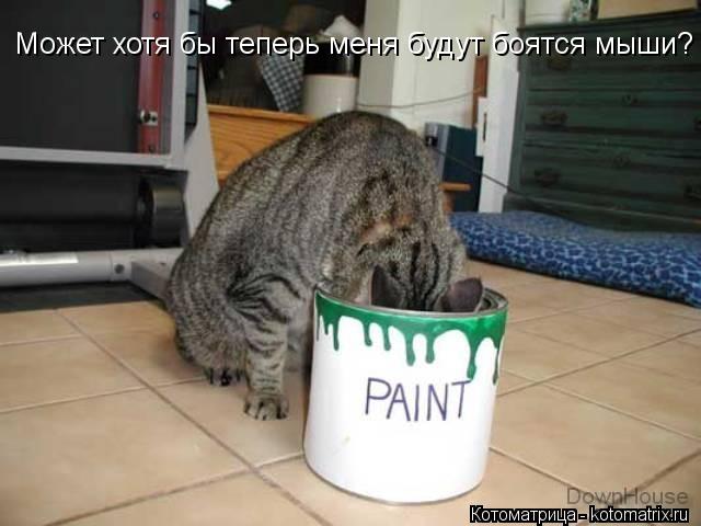 Может хотя бы теперь меня будут боятся мыши?... Котоматрица: Может хотя бы теперь меня будут боятся мыши?