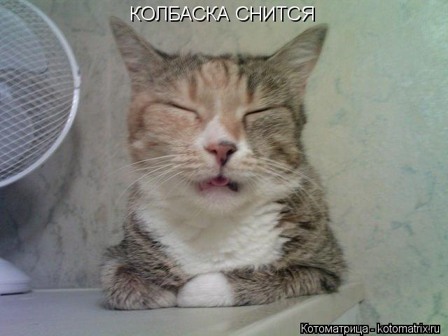 КОЛБАСКА СНИТСЯ... Котоматрица: КОЛБАСКА СНИТСЯ