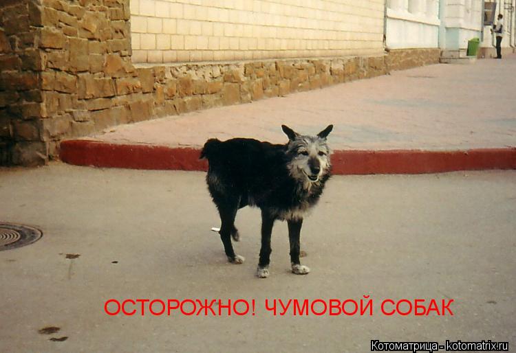 Котоматрица: ОСТОРОЖНО! ЧУМОВОЙ СОБАК