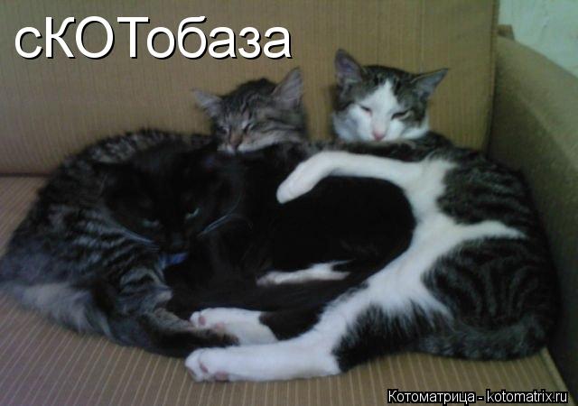 сКОТобаза... Котоматрица: сКОТобаза
