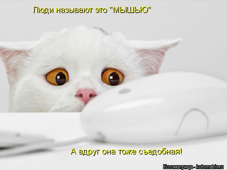 Люди называют это "МЫШЬЮ" А вдруг она тоже съедобная!... Котоматрица: Люди называют это "МЫШЬЮ" А вдруг она тоже съедобная!