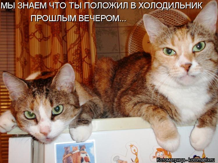 Котоматрица: МЫ ЗНАЕМ ЧТО ТЫ ПОЛОЖИЛ В ХОЛОДИЛЬНИК ПРОШЛЫМ ВЕЧЕРОМ...