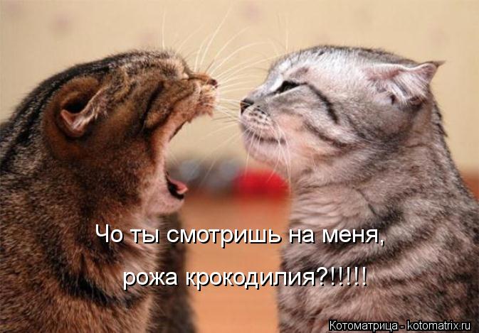 Чо ты смотришь на меня, рожа крокодилия?!!!!!... Котоматрица: Чо ты смотришь на меня, рожа крокодилия?!!!!!