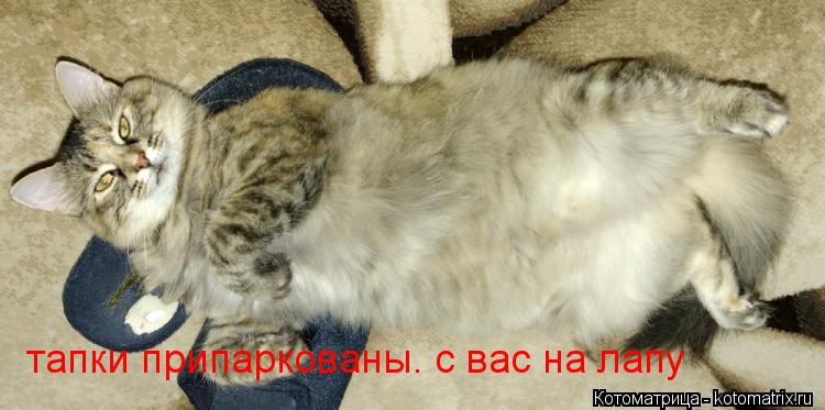 тапки припаркованы. с вас на лапу... Котоматрица: тапки припаркованы. с вас на лапу