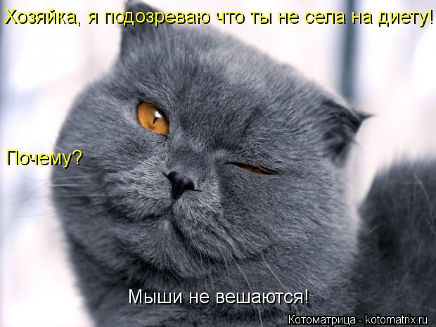 Хозяйка, я подозреваю что ты не села на диету! Почему? Мыши не вешаются!... Котоматрица: Хозяйка, я подозреваю что ты не села на диету! Почему? Мыши не вешаются!