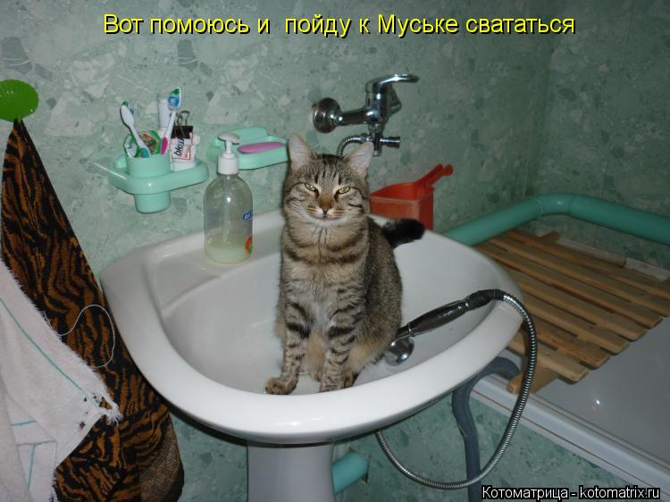 Вот помоюсь и пойду к Муське свататься... Котоматрица: Вот помоюсь и пойду к Муське свататься