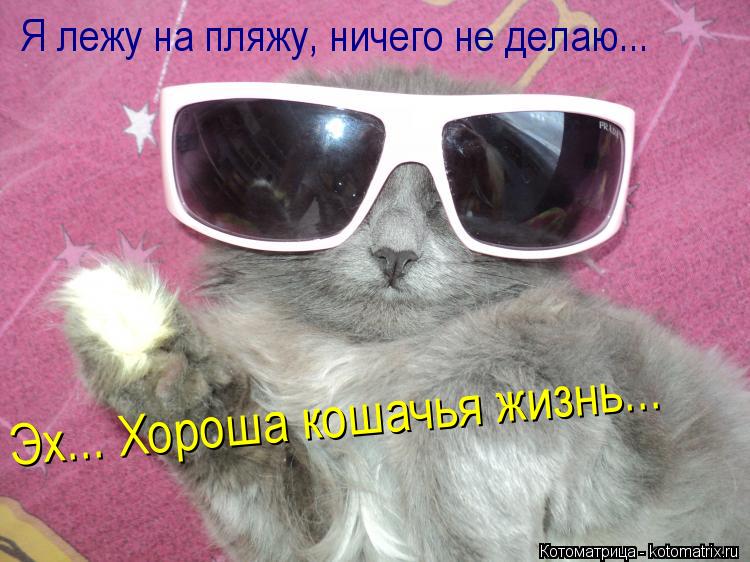 Котоматрица: Я лежу на пляжу, ничего не делаю... Эх... Хороша кошачья жизнь... Эх... Хороша кошачья жизнь...