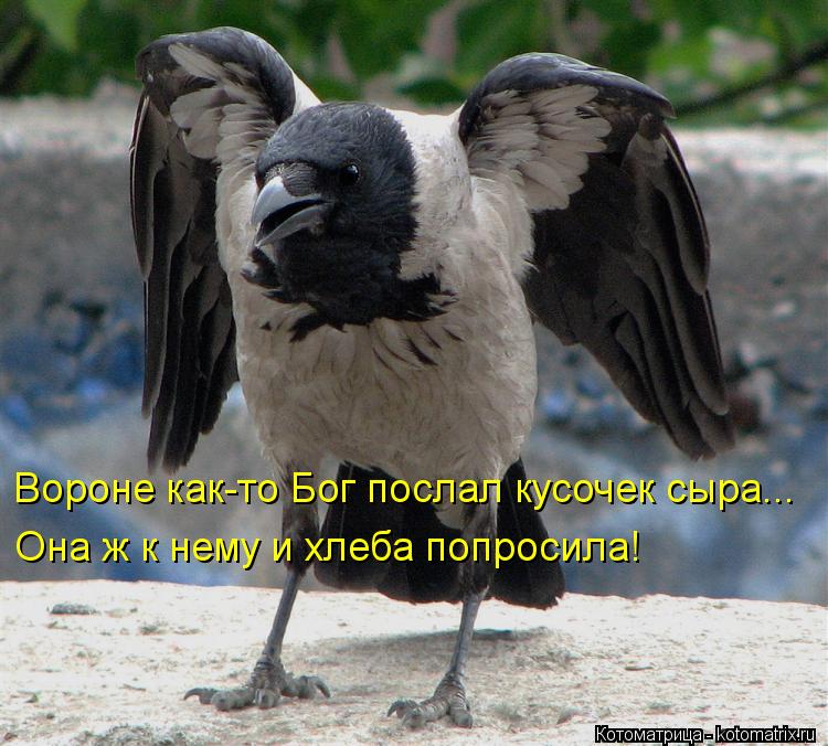 Котоматрица: Вороне как-то Бог послал кусочек сыра... Она ж к нему и хлеба попросила!