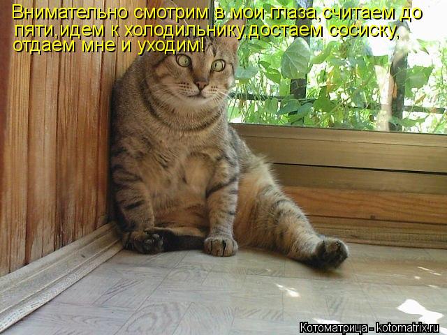 Внимательно смотрим в мои глаза,считаем до пяти,идем к холодильнику,достаем сосиску, отдаем мне и ух... Котоматрица: Внимательно смотрим в мои глаза,считаем до пяти,идем к холодильнику,достаем сосиску, отдаем мне и уходим!
