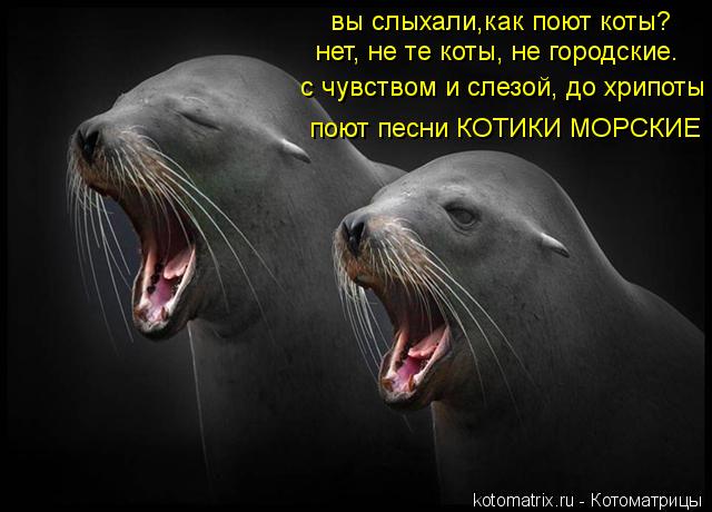 Котоматрица: вы слыхали,как поют коты? нет, не те коты, не городские. с чувством и слезой, до хрипоты поют песни КОТИКИ МОРСКИЕ