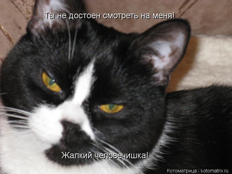 Ты не достоен смотреть на меня! Жалкий человечишка!... Котоматрица: Ты не достоен смотреть на меня! Жалкий человечишка!