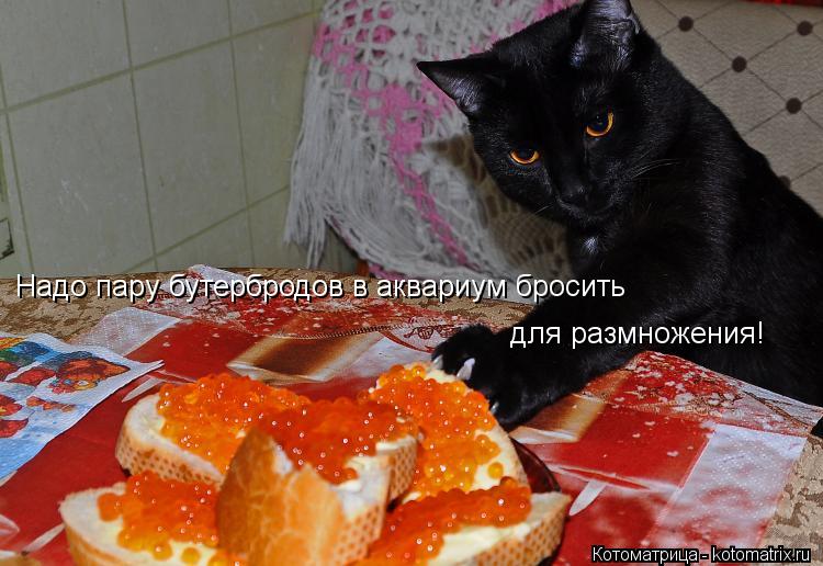 Надо пару бутербродов в аквариум бросить для размножения!... Котоматрица: Надо пару бутербродов в аквариум бросить для размножения!