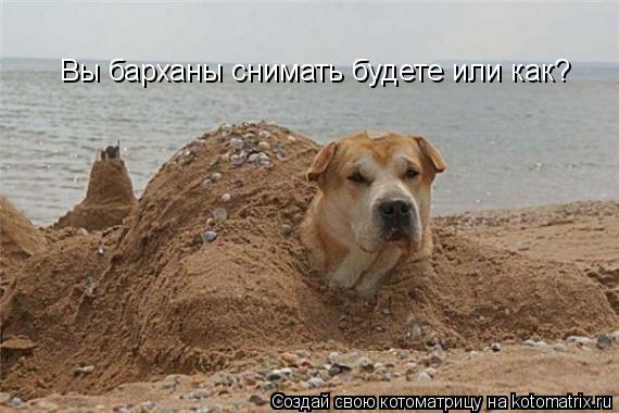 Вы барханы снимать будете или как?... Котоматрица: Вы барханы снимать будете или как?