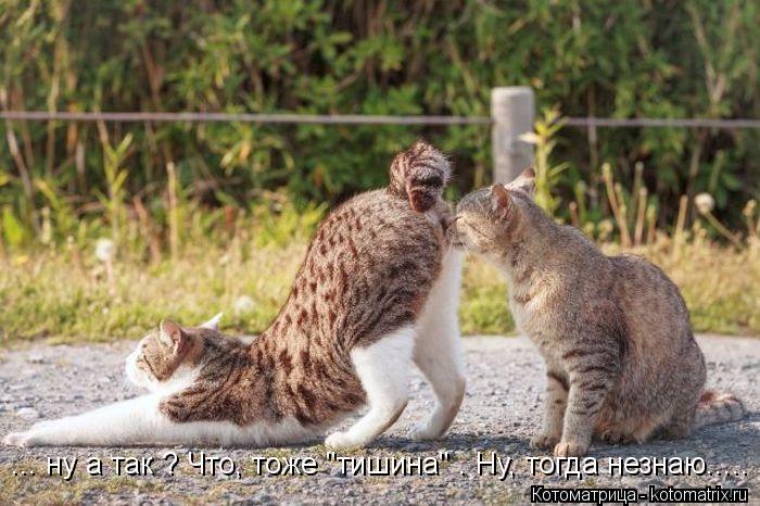 ... ну а так ? Что, тоже "тишина" . Ну, тогда незнаю........ Котоматрица: ... ну а так ? Что, тоже "тишина" . Ну, тогда незнаю.....