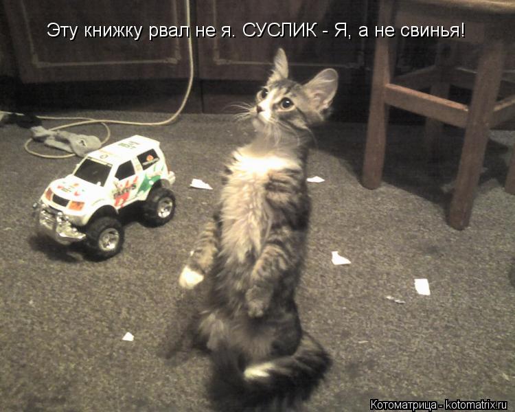Котоматрица: Эту книжку рвал не я. СУСЛИК - Я, а не свинья!