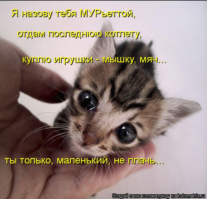 Я назову тебя МУРьеттой, отдам последнюю котлету, куплю игрушки - мышку, мяч... ты только, маленьки... Котоматрица: Я назову тебя МУРьеттой, отдам последнюю котлету, куплю игрушки - мышку, мяч... ты только, маленький, не плачь...