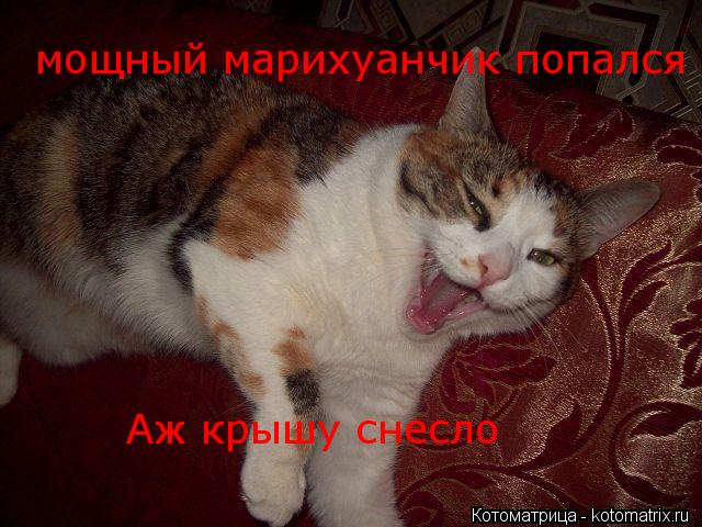 мощный марихуанчик попался Аж крышу снесло... Котоматрица: мощный марихуанчик попался Аж крышу снесло