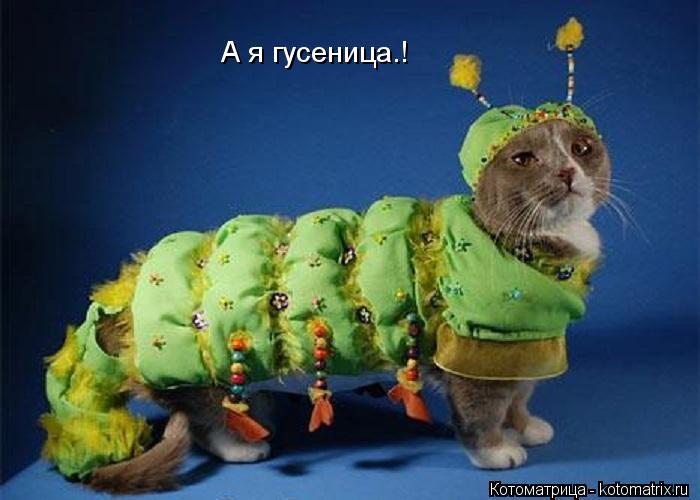 Котоматрица: А я гусеница.!