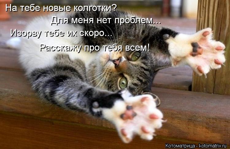 На тебе новые колготки? Для меня нет проблем... Изорву тебе их скоро... Расскажу про тебя всем!... Котоматрица: На тебе новые колготки? Для меня нет проблем... Изорву тебе их скоро... Расскажу про тебя всем!