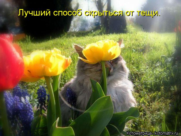 Лучший способ скрыться от тещи.... Котоматрица: Лучший способ скрыться от тещи.