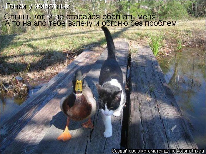 Котоматрица: Гонки у животных Слышь кот, и не старайся обогнать меня!   Слышь кот, и не старайся обогнать меня!   А то на зло тебе взлечу и обгоню без пробле