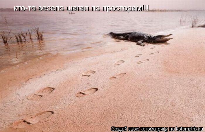 кто-то весело шагал по просторам!!!... Котоматрица: кто-то весело шагал по просторам!!!