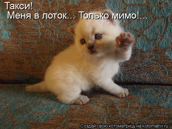 Такси! Меня в лоток... Только мимо!...... Котоматрица: Такси! Меня в лоток... Только мимо!...