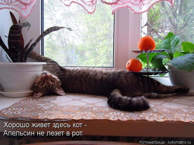 Котоматрица: Хорошо живет здесь кот - Апельсин не лезет в рот.