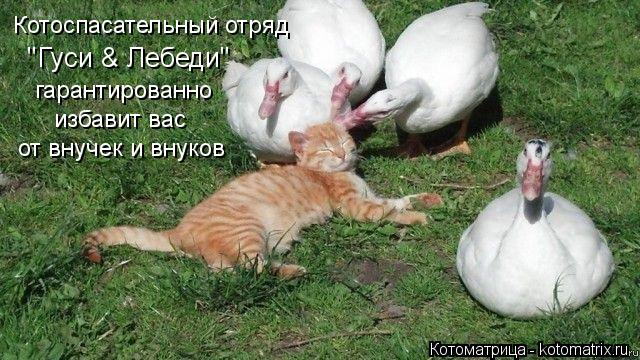 Котоспасательный отряд "Гуси & Лебеди" гарантированно от внучек и внуков избавит вас... Котоматрица: Котоспасательный отряд "Гуси & Лебеди" гарантированно от внучек и внуков избавит вас