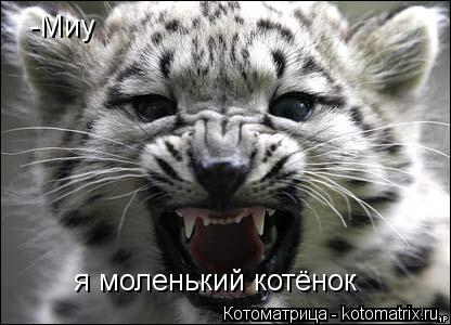 -Миу я моленький котёнок... Котоматрица: -Миу я моленький котёнок