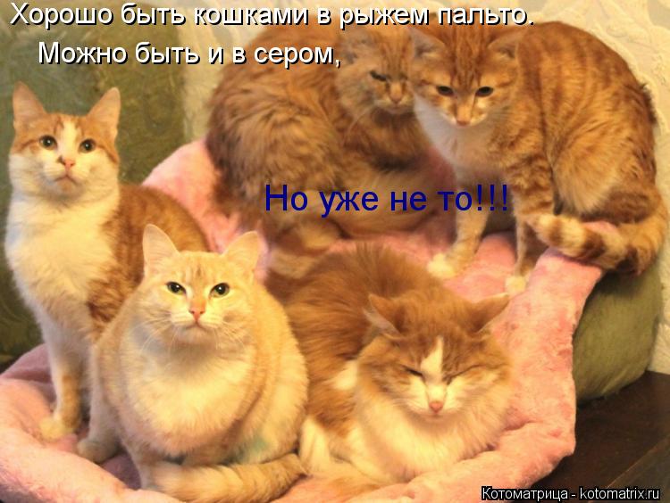 Хорошо быть кошками в рыжем пальто. Можно быть и в сером, Но уже не то!!!... Котоматрица: Хорошо быть кошками в рыжем пальто. Можно быть и в сером, Но уже не то!!!