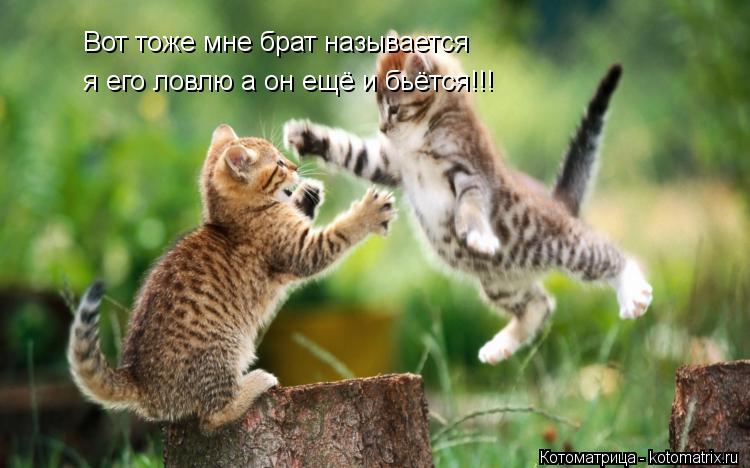 Вот тоже мне брат называется я его ловлю а он ещё и бётся я его ловлю а он ещё и бьётся!!! я его ловл... Котоматрица: Вот тоже мне брат называется я его ловлю а он ещё и бётся я его ловлю а он ещё и бьётся!!! я его ловлю а он ещё и бьётся!!!