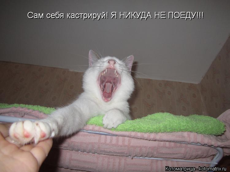 Сам себя кастрируй! Я НИКУДА НЕ ПОЕДУ!!!... Котоматрица: Сам себя кастрируй! Я НИКУДА НЕ ПОЕДУ!!!