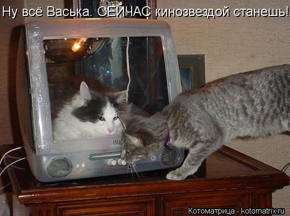 Котоматрица: Ну всё Васька. СЕЙЧАС кинозвездой станешь!!!