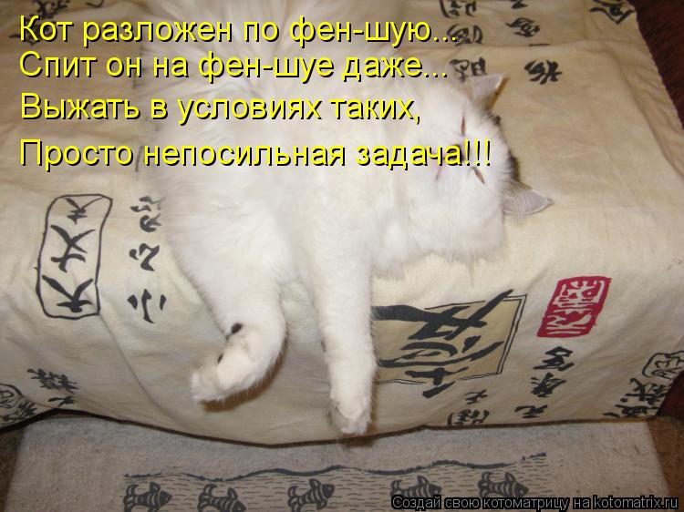 Котоматрица: Кот разложен по фен-шую... Спит он на фен-шуе даже... Выжать в условиях таких, Просто непосильная задача!!!