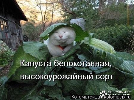 Капуста белокотанная, высокоурожайный сорт... Котоматрица: Капуста белокотанная, высокоурожайный сорт