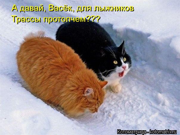 А давай, Васёк, для лыжников Трассы протопчем???... Котоматрица: А давай, Васёк, для лыжников Трассы протопчем???