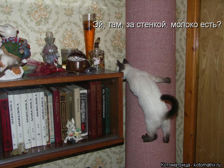 Эй, там, за стенкой, молоко есть?... Котоматрица: Эй, там, за стенкой, молоко есть?