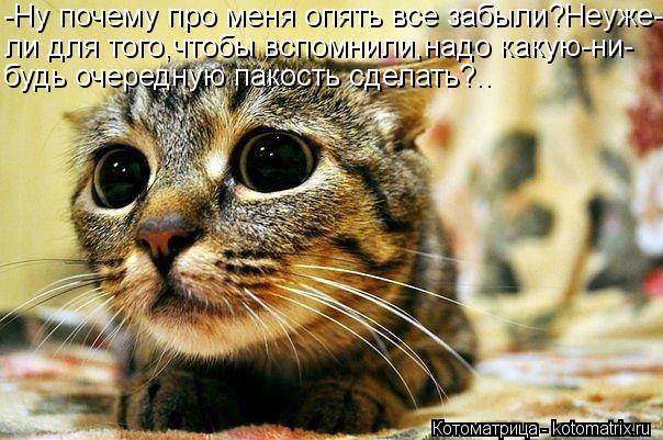 -Ну почему про меня опять все забыли?Неуже- ли для того,чтобы вспомнили,надо какую-ни- будь очередную... Котоматрица: -Ну почему про меня опять все забыли?Неуже- ли для того,чтобы вспомнили,надо какую-ни- будь очередную пакость сделать?..
