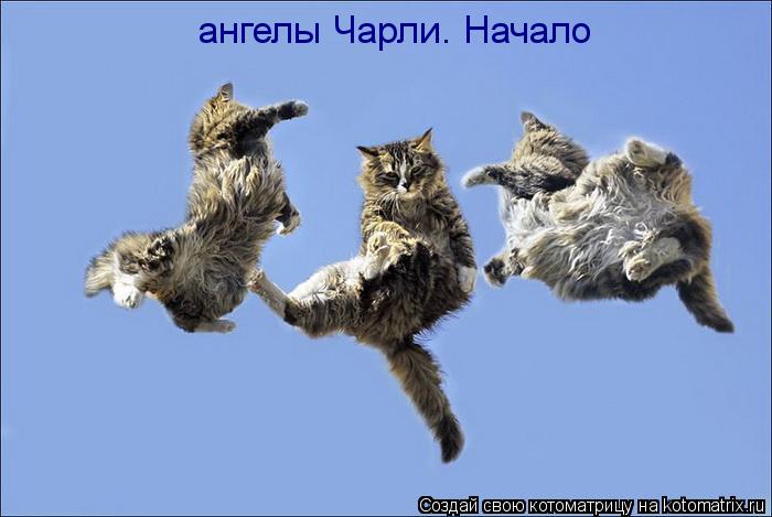 Котоматрица: ангелы Чарли. Начало
