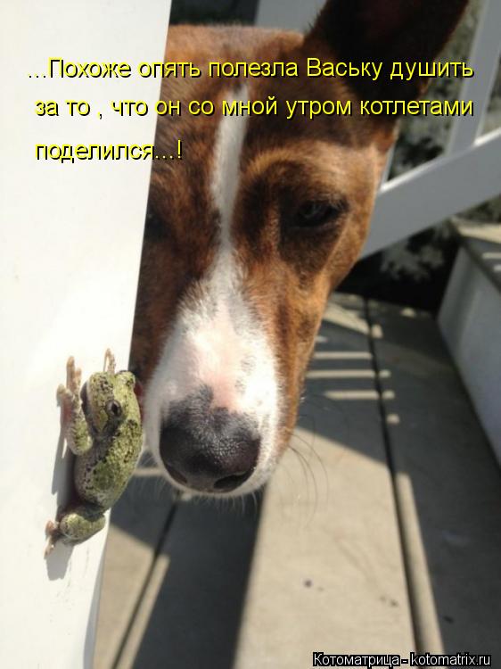 ...Похоже опять полезла Ваську душить за то , что он со мной утром котлетами поделился...!... Котоматрица: ...Похоже опять полезла Ваську душить за то , что он со мной утром котлетами поделился...!