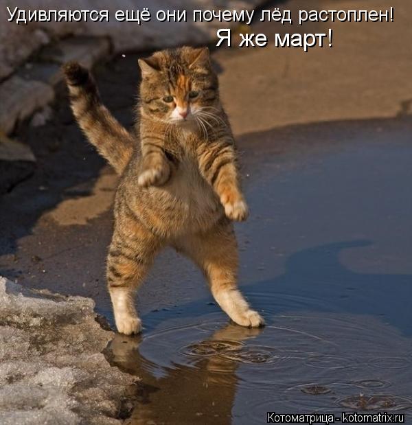Удивляются ещё они почему лёд растоплен! Я же март!... Котоматрица: Удивляются ещё они почему лёд растоплен! Я же март!