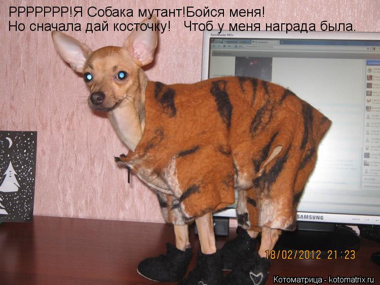 Котоматрица: РРРРРРР!Я Собака мутант!Бойся меня! Но сначала дай косточку!   Чтоб у меня награда была.