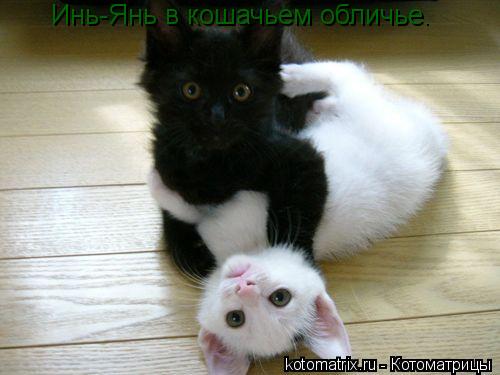 Инь-Янь в кошачьем обличье.... Котоматрица: Инь-Янь в кошачьем обличье.