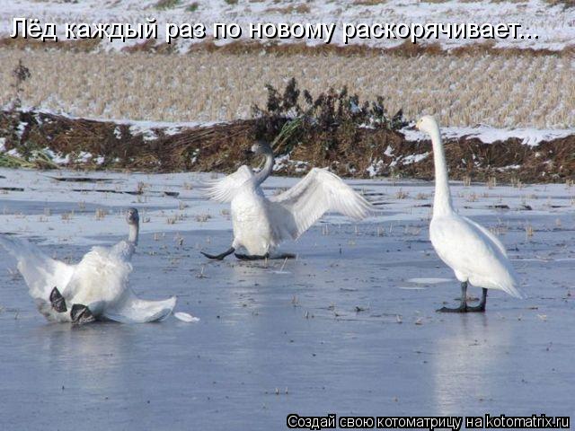 Лёд каждый раз по новому раскорячивает...... Котоматрица: Лёд каждый раз по новому раскорячивает...